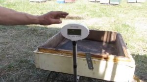 Электронные весы на пасеке. Хакасия.