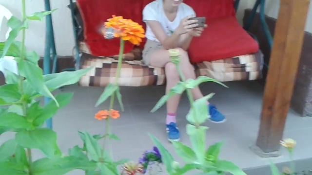 Колибри в Венгрии (Beregsuràny) смотреть онлайн