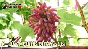 Обзор ультраранних и ранних сортов винограда