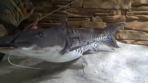 Псевдоплатистома в аквариуме 1000 литров