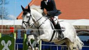 Это видео для тех кто любит лошадей