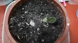 Как просыпается глоксиния.