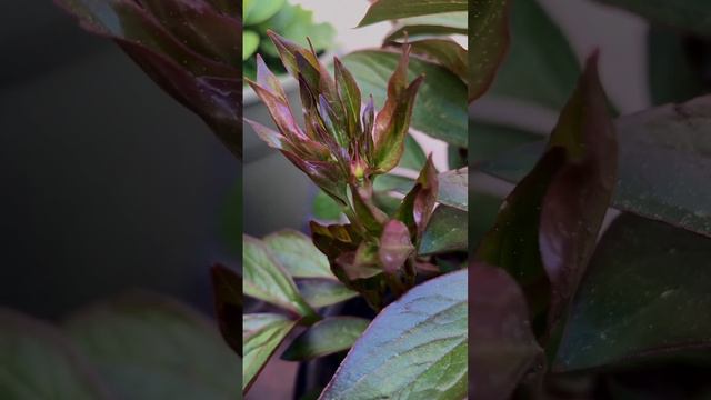 Peonies grow flower bud after three years