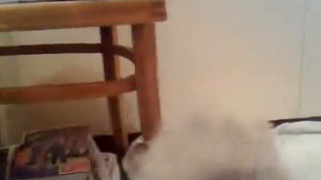 Карликовые щпицы