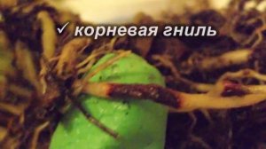 Спасаем Диффенбахию. Вредители и болезни на растении, как с ними бороться?