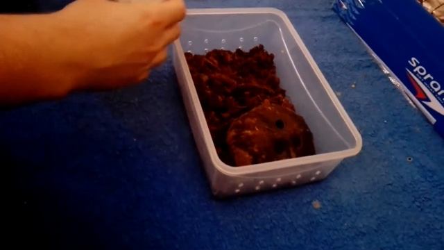 Unboxing Tityus stigmurus смотреть онлайн