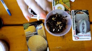 Замачиваем семена дыни разных сортов для выращивания рассадным способом в теплице на Урале