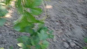 "Маракуйя Северная" зимует в открытом грунте. Черновицкая область.