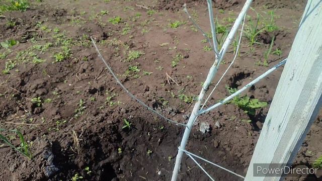 САЖЕНЦЫ ОТ "МИР САДОВОД. " КАК ПЕРЕЗИМОВАЛИ! смотреть онлайн