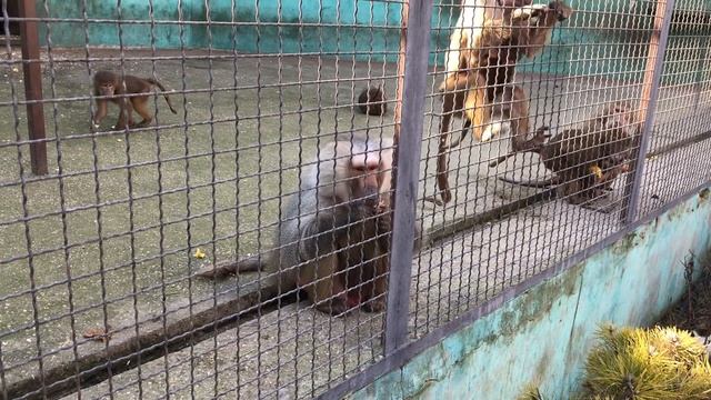 Свирепые гамадрилы смотреть онлайн