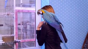 Результаты ДНК теста для попугая/метод ПЦР. Определение пола по перу. Разведение попугаев Жако.