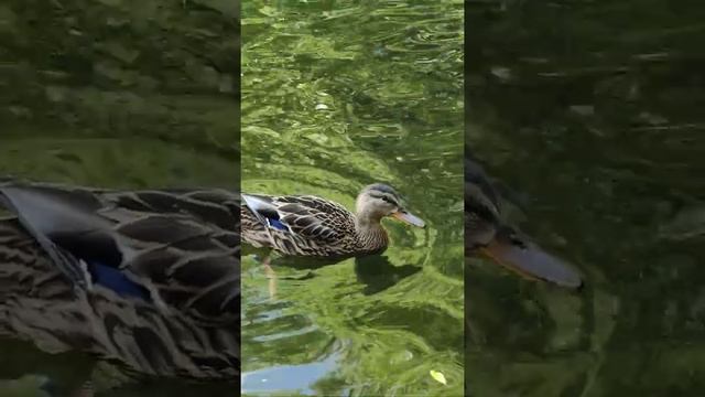 утки в воронцовском парке