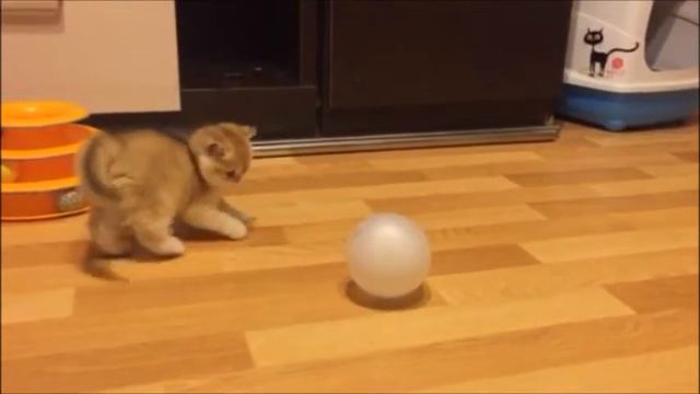 Золотой британский котенок