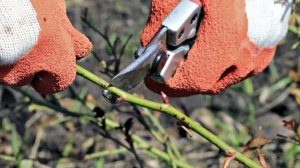 Какие цветы требуют ОБЯЗАТЕЛЬНОЙ обрезки осенью? Зачем обрезать цветы на зиму?