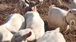 ❤️ Запуск козы перед окотом.