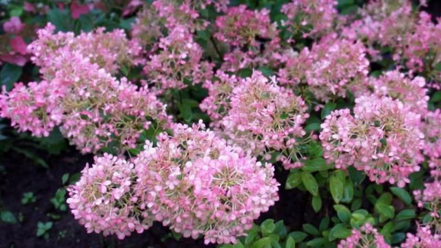 Гортензия Бобо: описание и характеристики сорта смотреть онлайн