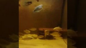 кошка ловит рыб хвостом cat is catching fish