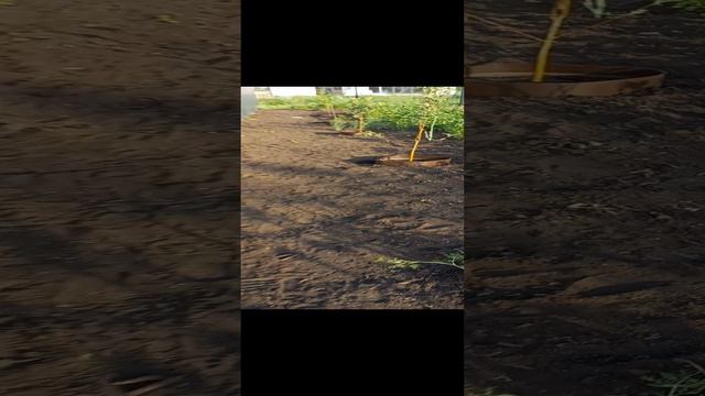 грядки на дачу-леплю как могу😁