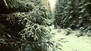 Звуки зимнего леса. Зима. Звуки живой природы. Видео для отдыха.