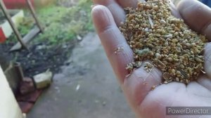 ✔Хороший Корм Залог Отличной Яйценоскости Кур Несушек❗/ /Зерносмесь для Кур, Цены на Зерно//Просо.