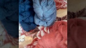 28./Кавказская пряжа//.Посылочка.