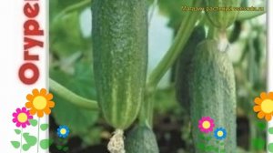 Огурец гибридный Рита F1. Краткий обзор, описание характеристик cucumis sativus Rita F1