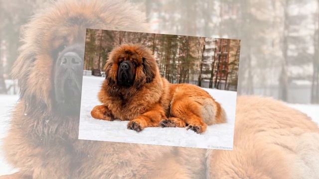 10 лучших сторожевых собак