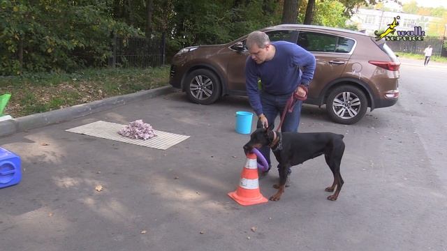 Что такое техничное и правильное одевание кольца на конус, Доберман Тильда смотреть онлайн