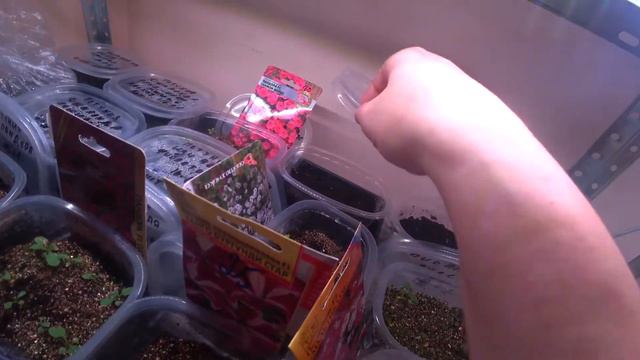 Обзор рассады.Видео от 16 .01.2020г смотреть онлайн