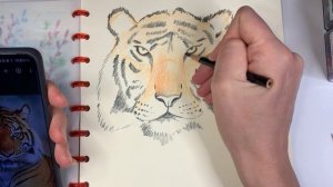 Рисуем тигра карандашами