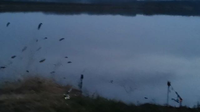 Платник(тещин язык) не перестает удивлять!!! смотреть онлайн