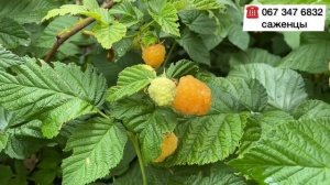 Смотри как выглядит Загадочный сорт малины Жёлтый Гигант//Купить саженцы малины Жёлтый Гигант Укр