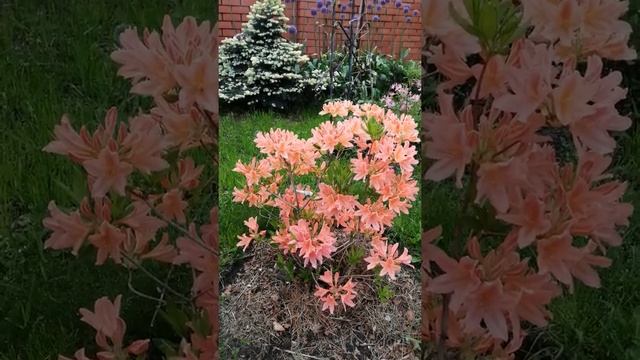 Рододендрон японский лососевый 27 мая 2021 Rhododendron japonicum смотреть онлайн