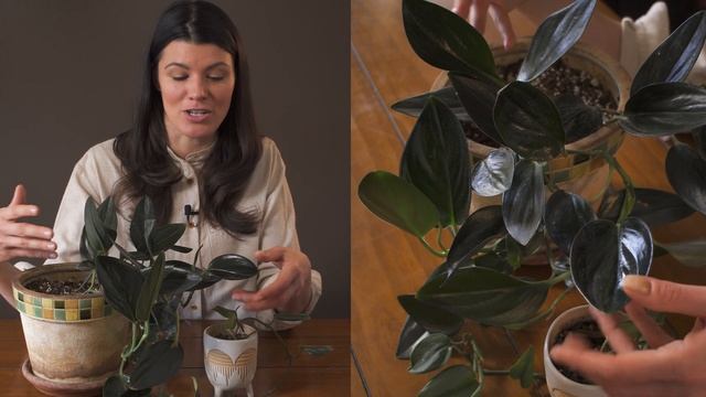 Scindapsus treubii 'Dark Form' Houseplant Care  — 128 of 365 смотреть онлайн