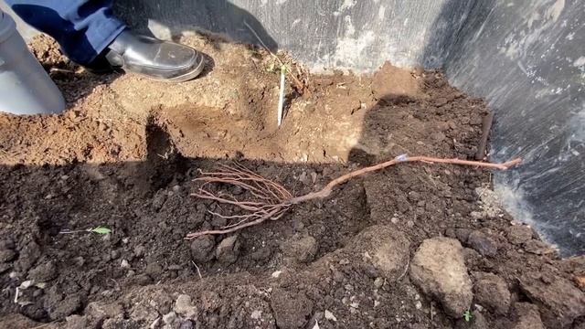 Школа А.П.Рыкалина. Высадка винограда в траншею, в теплицу смотреть онлайн