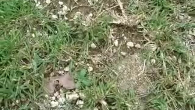 Любопытный или любознательный?