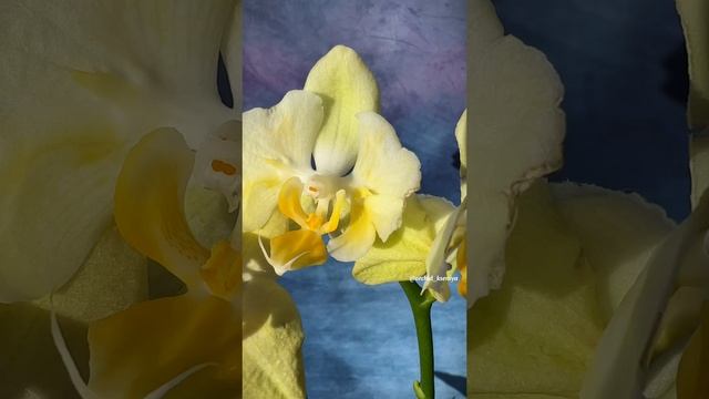 Phal. Pomelo | Желтая бабочка и трилипс от Sunny Orchids с выставки Орхидиум | Прямиком с Тайваня ?