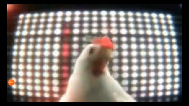 песня про курицу аххахахахахахахха смотреть онлайн