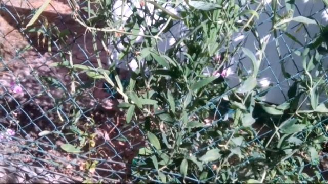 Горошек широколистный-озеленитель смотреть онлайн