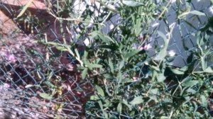 Горошек широколистный-озеленитель