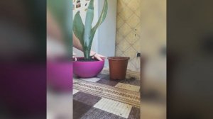 🍃Комнатные цветы🍃 Пересадка🌿Сансевиерия Муншайн и Лауренти🌿