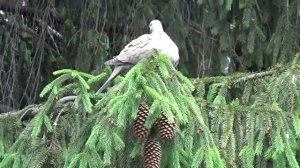 Птицы России птица кукушка кукушка птица кукует