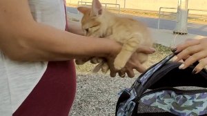 Мама усыновила потерявшегося и измученного котенка, которого подобрала с улицы добрая женщина.