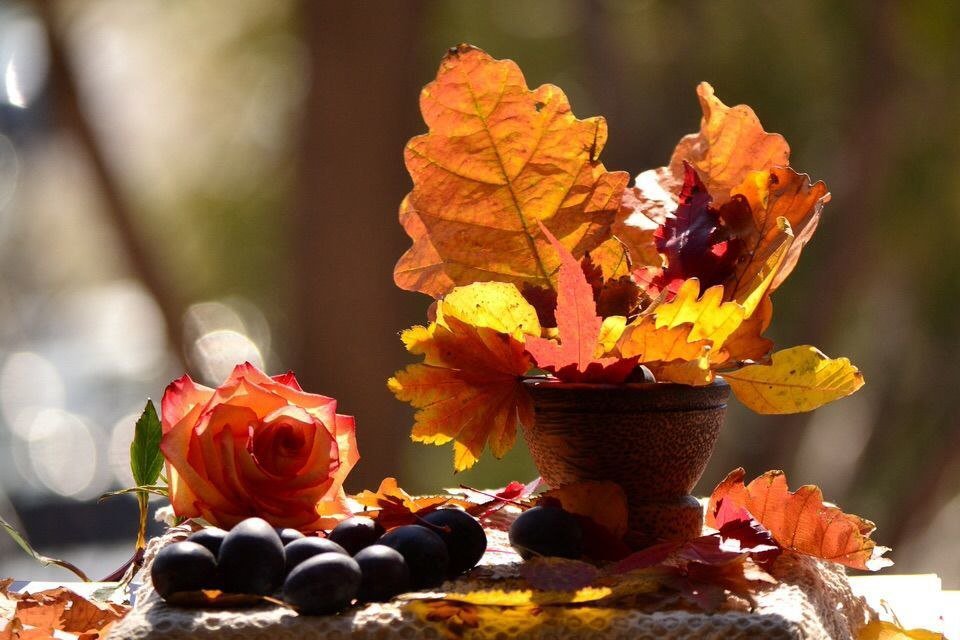 С ПЕРВЫМ ДНЕМ ОСЕНИ! С 1 СЕНТЯБРЯ! С НАЧАЛОМ ОСЕНИ! 1 Сентября смотреть онлайн