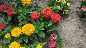 цинния dreamland и Preciosa