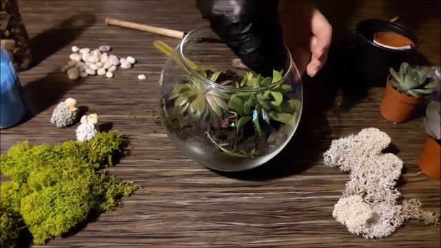 Флорариум своими руками #каксделатьфлорариум