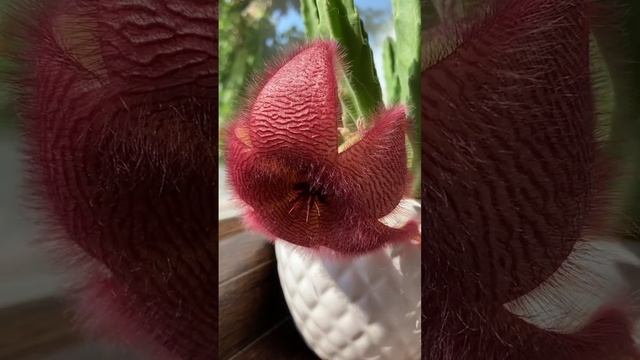 Стапелия, цветение #суккуленты смотреть онлайн