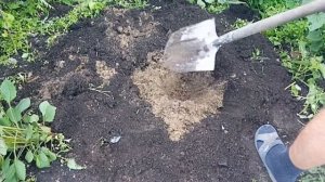 Посадка Дерева (кедра) на участке. Planting cedar (tree) on the site.