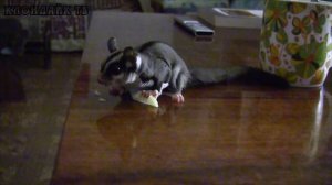 Лай сахарного поссума. Залез в кружку