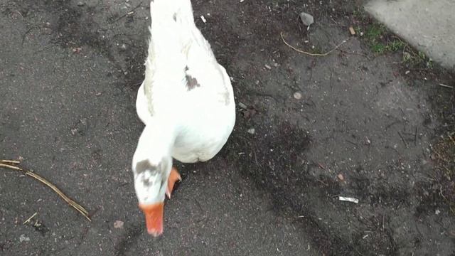 Гусь-гусь, как приклеюсь так возьмусь! смотреть онлайн